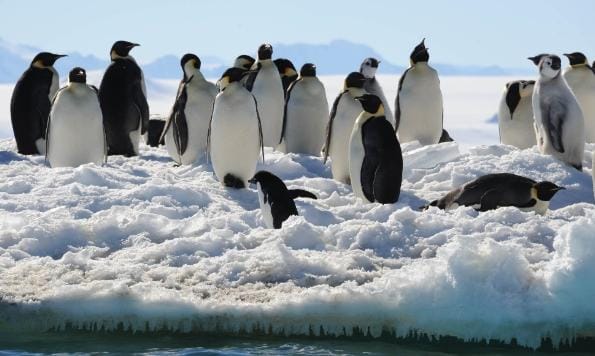 Ilmuwan Temukan Fosil Penguin Purba Ukuran Raksasa