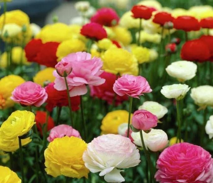 Jenis-jenis Bunga untuk Valentine dan Maknanya