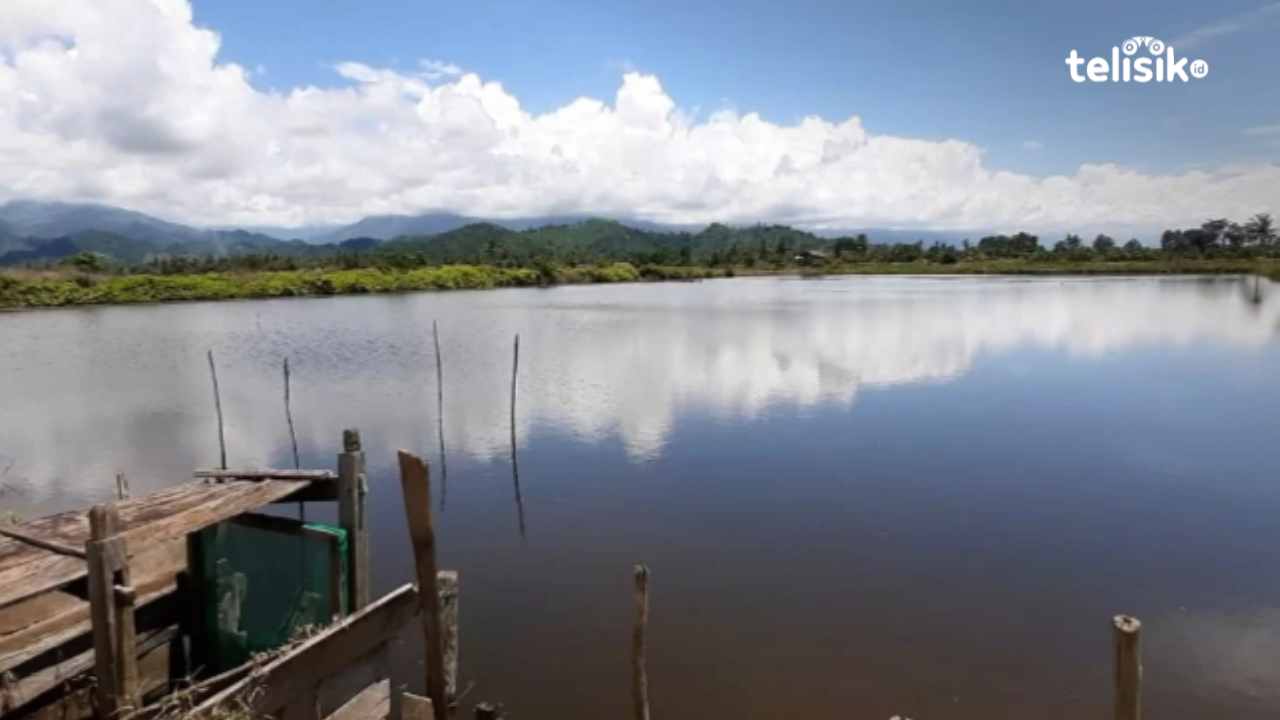 Jutaan Benih Udang Milik BBI Dinas Perikanan Kolaka Utara Ludes Diserbu Petani Tambak