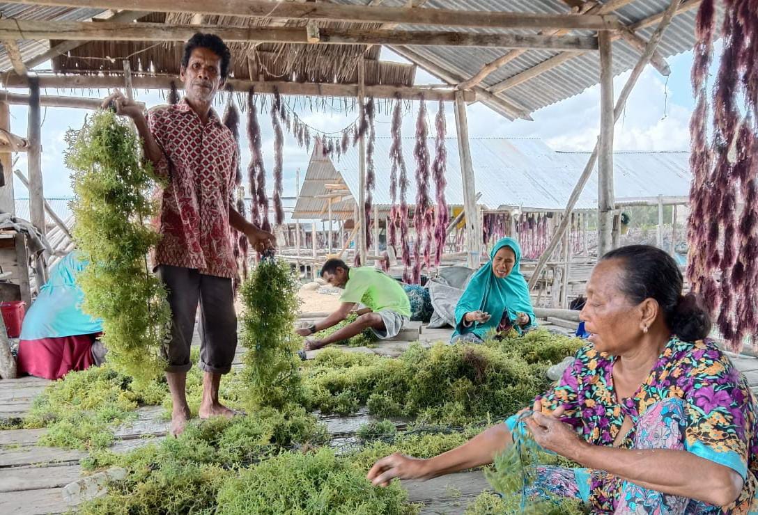 Kesejahteraan Masyarakat Tanailandu Meningkat karena Rumput Laut 
