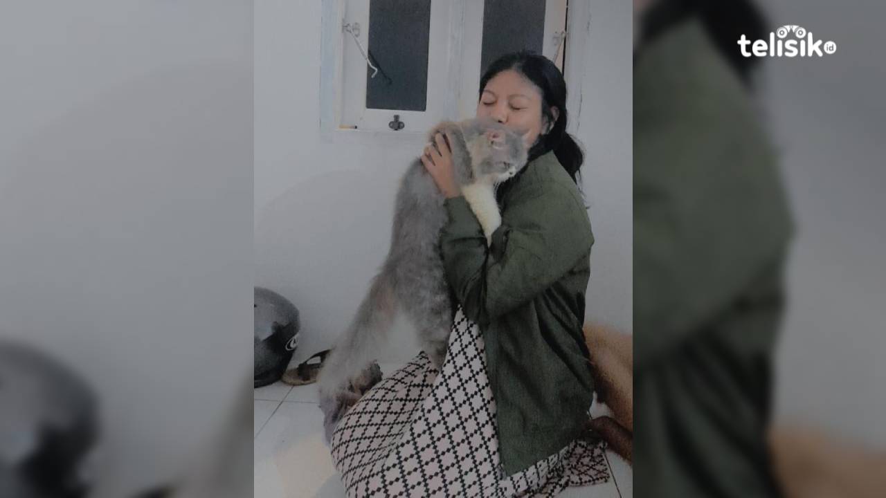 Kucing Persia, Hewan Ramah Menggemaskan Harga Jutaan