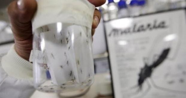 Peneliti Ini Temukan Nyamuk Kebal Racun Insektisida