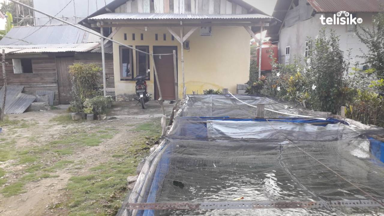 Ternak Lele di Pekarangan Rumah, Omzet Jutaan Rupiah