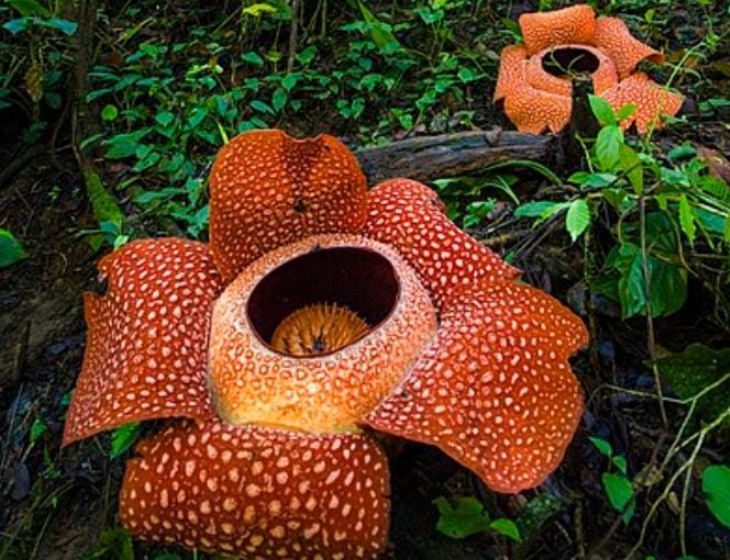 10 Tanaman Nyaris Punah di Indonesia