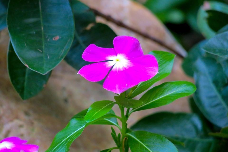 5 Fakta Unik Bunga Periwingkle: Antikanker tapi Beracun