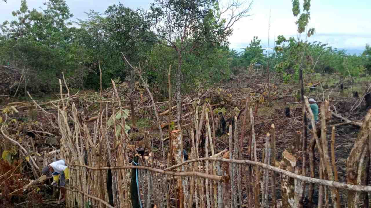 Hutan Warangga Dirambah, Muna Terancam Kekeringan