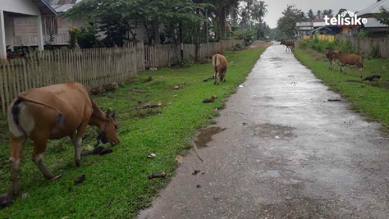 Berkeliaran di Jalan, Hewan Ternak Sapi Resahkan Warga Muna Barat