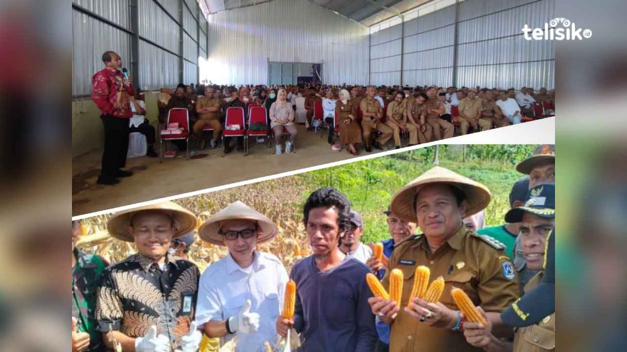 Jagung Menjanjikan, Bila Gagal Jangan Salahkan Bupati Muna