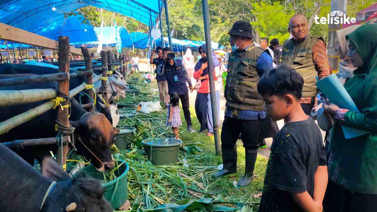 Pemkab Konawe Gelar Panen Pedet dan Kontes Sapi