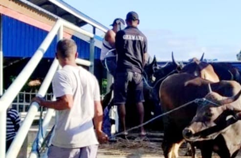 Penuhi Permintaan Ramadan, 550 Ekor Sapi Dikirim ke Jakarta, Sulawesi dan Kalimantan 