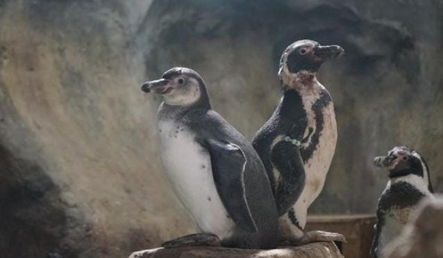 Perdana, Anak Penguin Lahir di Jakarta Utara