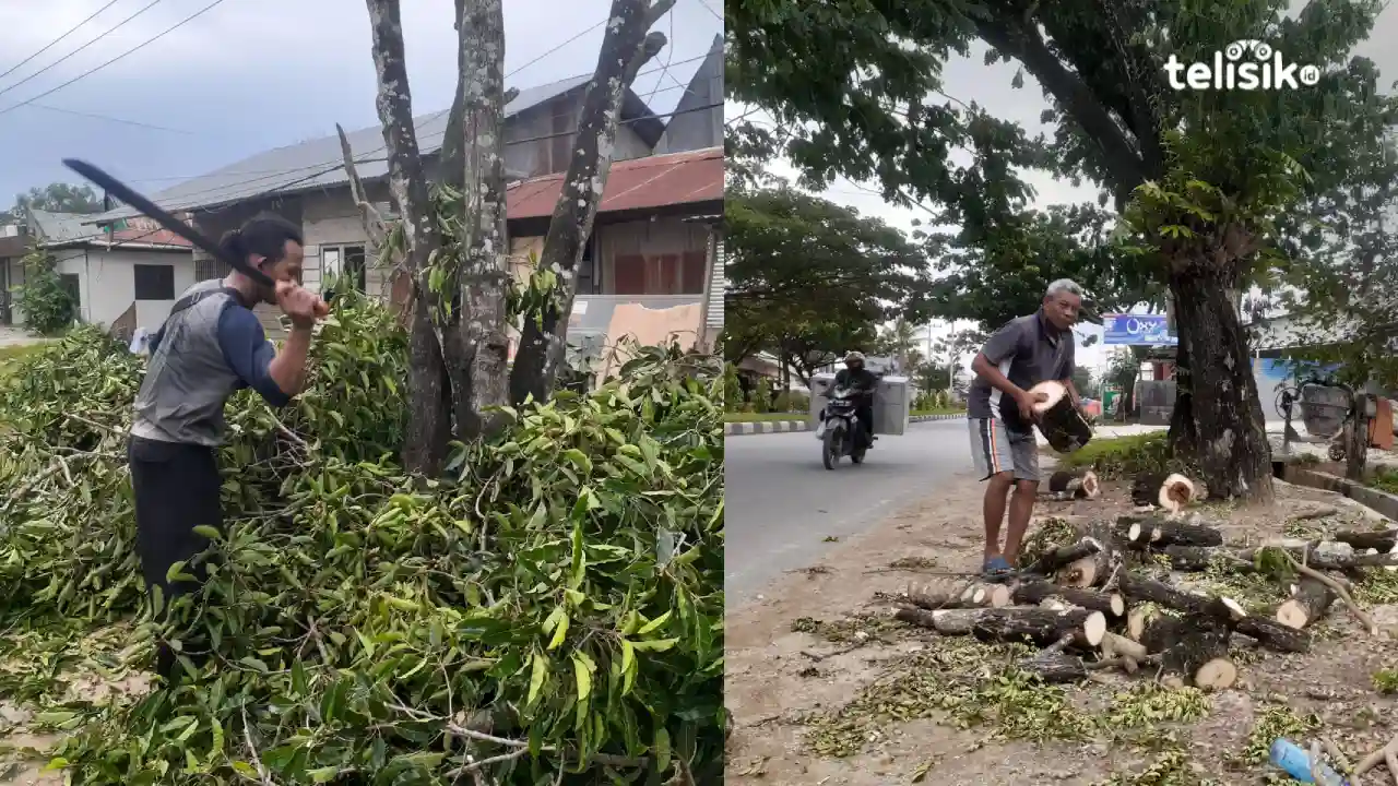 Tak Berharap ke Pemerintah, Warga Evakuasi Sendiri Pohon Tumbang di Lingkungan Tempat Tinggal