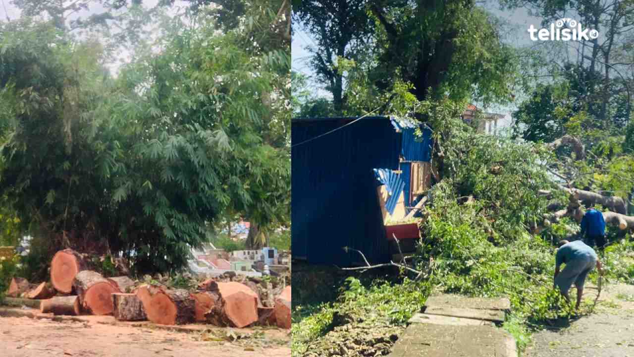Akibat Pohon Besar Tumbang, Kios Rusak, Listrik Padam dan Akses Jalan Terhambat di Baubau