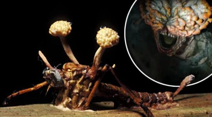 Film The Last of Us Ternyata Ada di Dunia Nyata