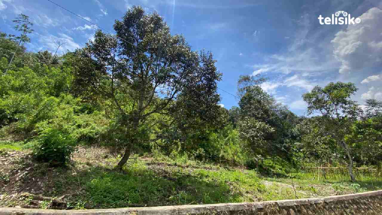 Kolaka Timur Target Jadi Sentral Buah Di Sulawesi Tenggara