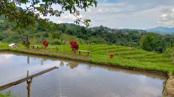 Rice Field Trail, Tempat Wisata yang Mengandalkan Keindahan Sawah Petani Manggarai