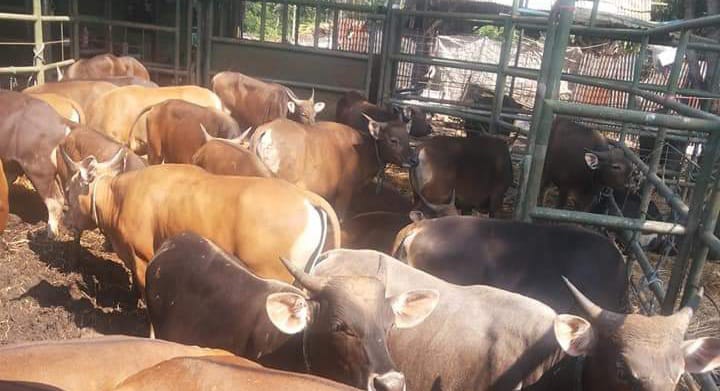 Tiga Kota Besar di Indonesia Dapat Kiriman Sapi dari Nusa Tenggara Timur