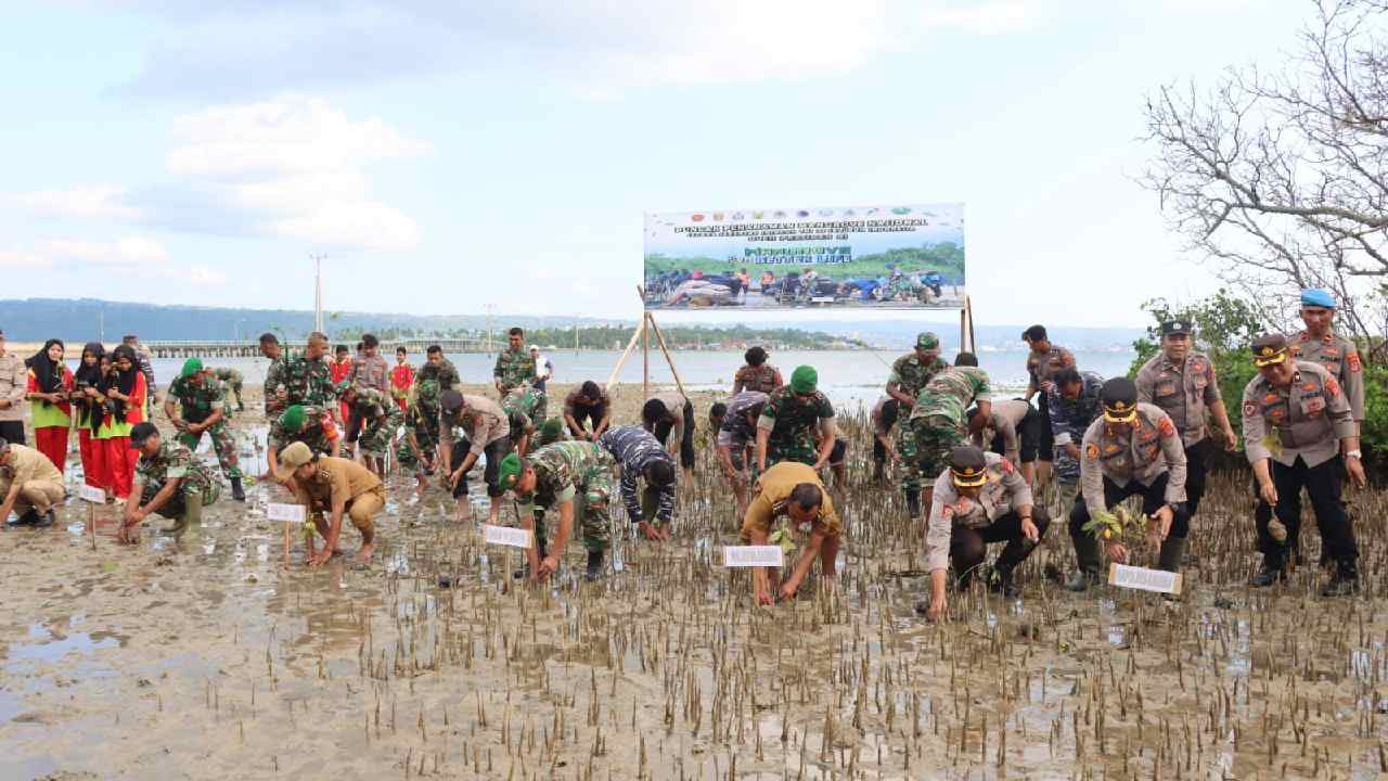 5 Ribu Mangrove Penuhi Pesisir Pantai Maradadi Kota Baubau