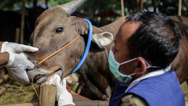 5 Tips Pilih Hewan Kurban yang Baik