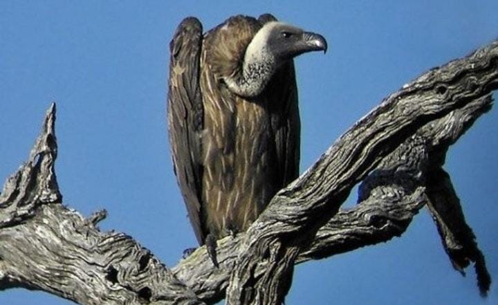 Fakta Unik Burung Nasar, Hidup dengan Makan Bangkai Hewan Lain