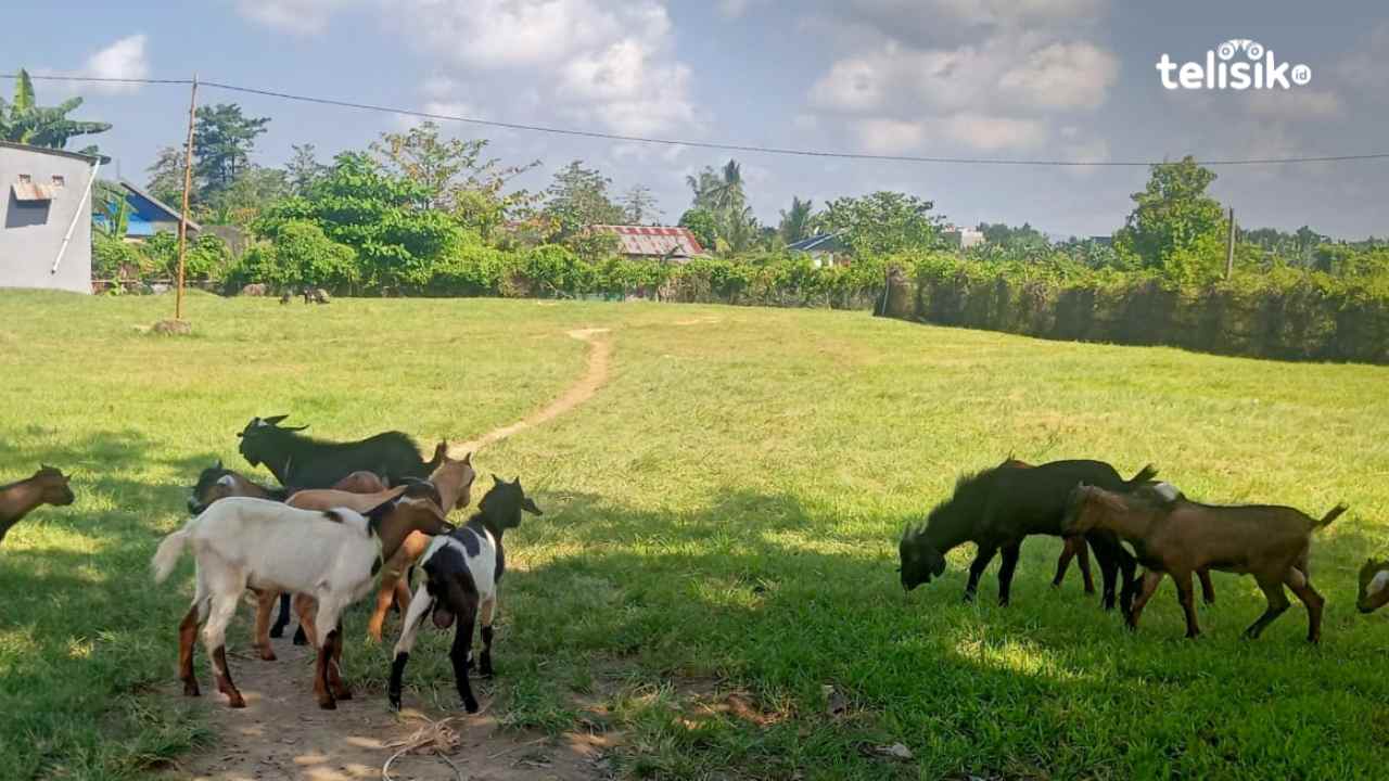 Harga Kambing Jelang Idul Adha di Kota Kendari Relatif Murah, Saran Peternak Beli Cepat Sebelum Mahal