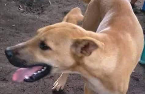 Kasus Rabies di Sikka Nusa Tenggara Timur Luar Biasa, Bupati: Cuci Luka Pakai Sabun