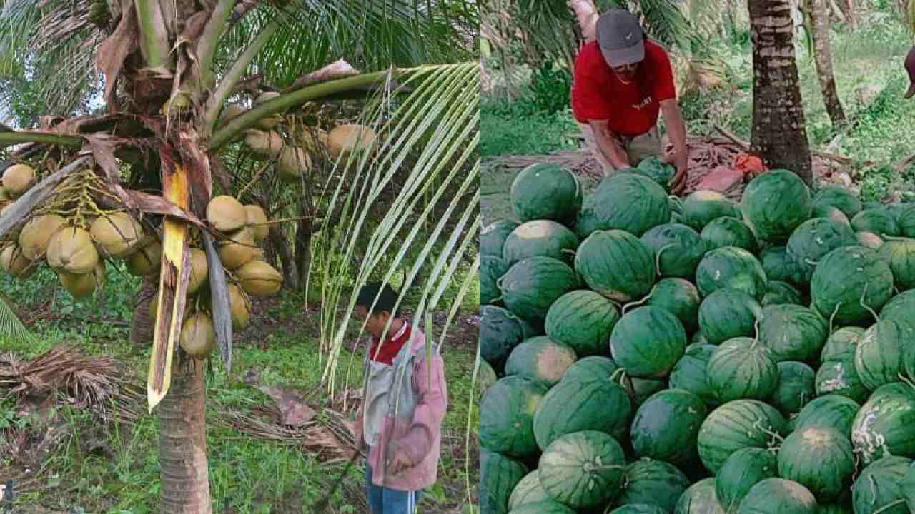 Lalembuu Konawe Selatan, Daerah Penyuplai Kebutuhan Pasar dan Ketahanan Pangan