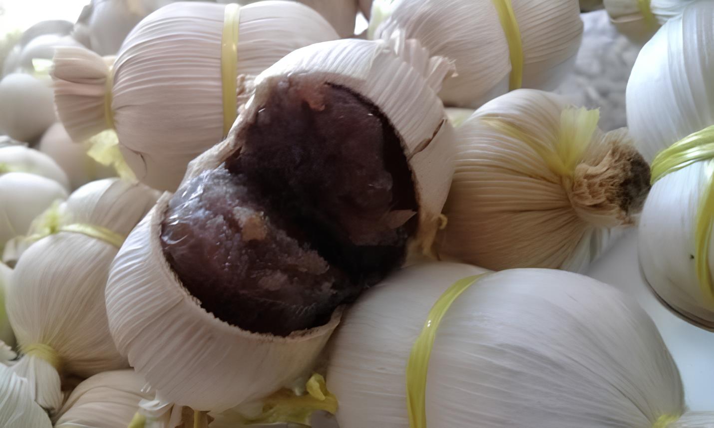 Mengenal Gola Ni'i atau Gula Kalupu, Olahan Kelapa Khas Pulau Kabaena