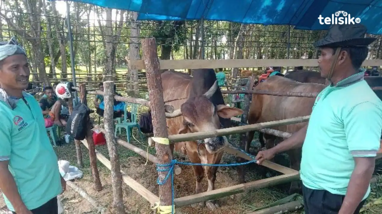 Antisipasi PMK, Dinas Pertanian Masif Vaksinasi Hewan Ternak