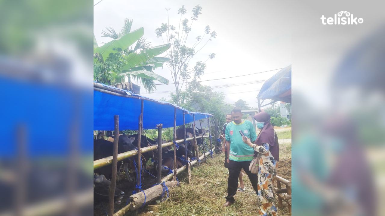 Beli Sapi Kurban yang Sehat, Begini Saran Penjual