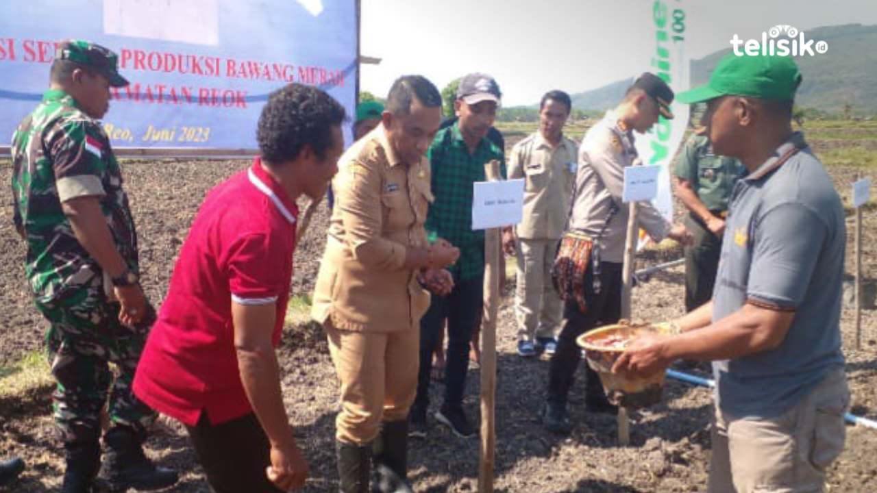 Bupati Manggarai Dorong Produksi Bawang Merah di Reok