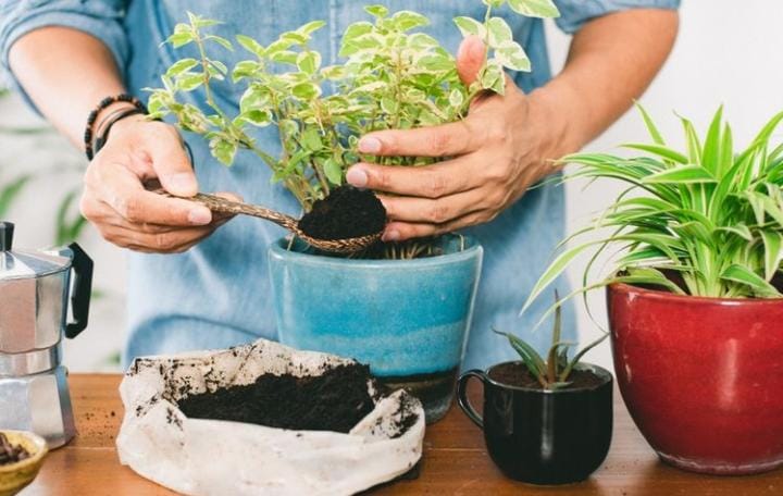 Deretan Manfaat Ampas Kopi, Bisa Dijadikan Kompos