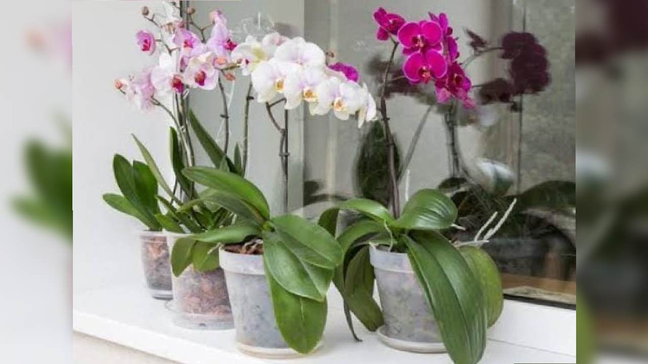 Deretan Tanaman Ini Bisa Kurangi Kelembapan Dalam Rumah