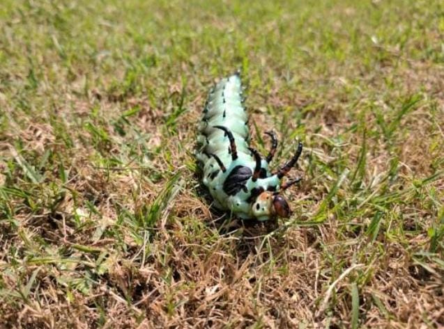 Fakta Unik Hickory Horned Devil, Ulat Bertanduk Setan