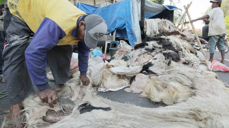 Hukum Menjual Kulit Hewan Kurban