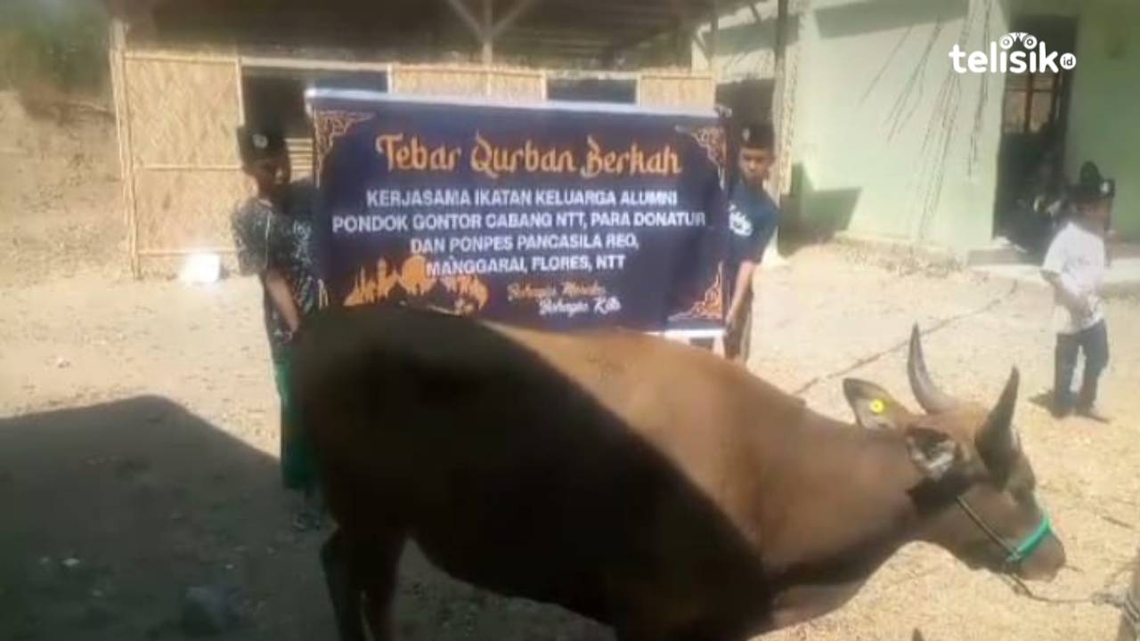 Idul Adha 2023, Ponpes Pancasila Reo Sembelih 11 Ekor Hewan Sehat Distribusi Sampai Manggarai Timur