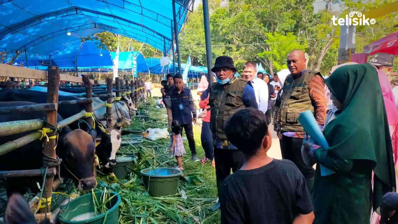 Jelang Idul Adha Permintaan Hewan Kurban di Konawe Melonjak