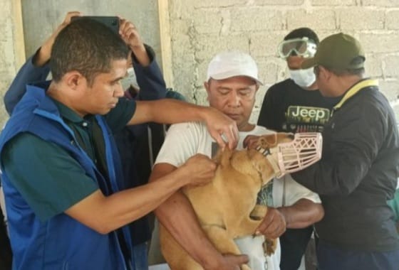 Kena Cakaran Anjing Rabies, Dua Bocah di Nusa Tenggara Timur Kritis