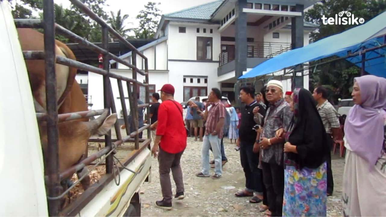 Ketua Bidang Ekonomi Kreatif DPD PDIP Sulawesi Tenggara Salurkan 13 Ekor Sapi ke Ponpes di Kolaka Utara