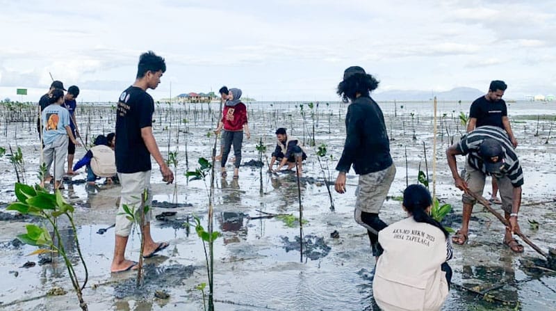 Kolaborasi Mahasiswa KKN MBKM UHO dan Pemdes Tapulaga Tanam Manggrove