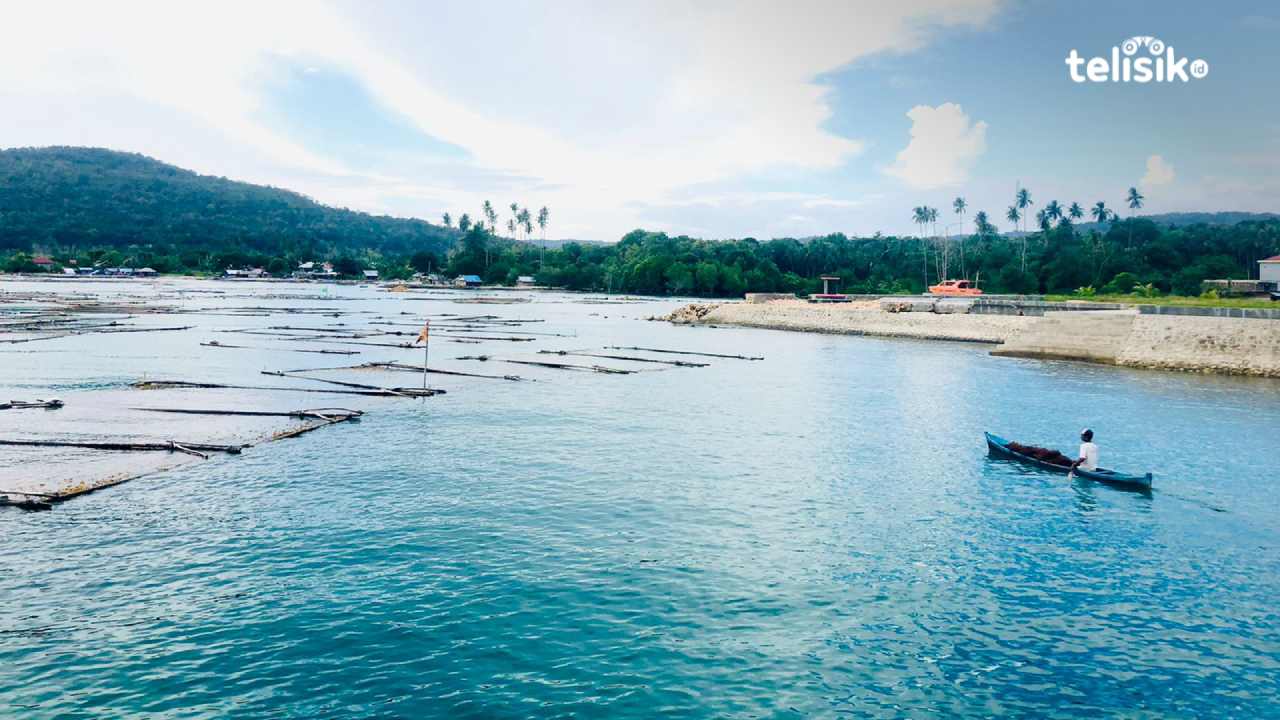 Manfaatkan Potensi Laut, Masyarakat Pesisir Buton Selatan Budidaya Rumput Laut