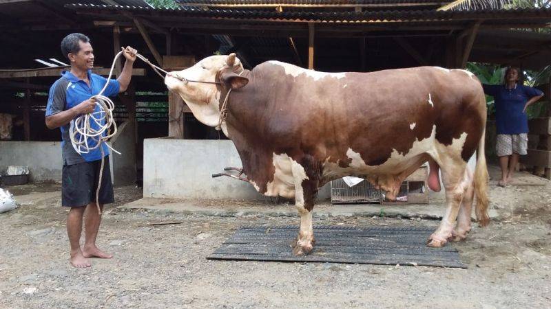 Niat dan Doa Berkurban saat Idul Adha