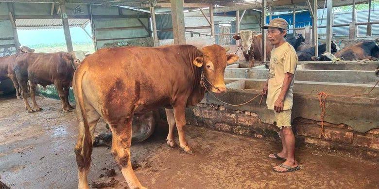 Panduan Ibadah Kurban dari MUI, Cegah Penyembelihan Hewan Berpenyakit