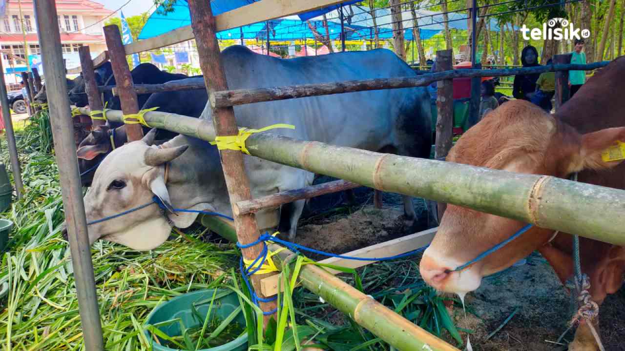 Pemkab Konawe Terus Lakukan Pencegahan PMK pada Hewan Ternak