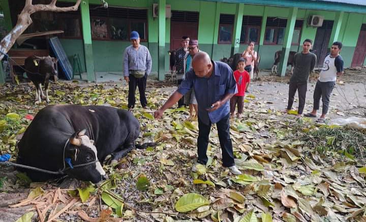 Sapi Kurban Jokowi Jenis Simental Berat Nyaris 1 Ton untuk Warga Timor Tengah Utara Nusa Tenggara Timur