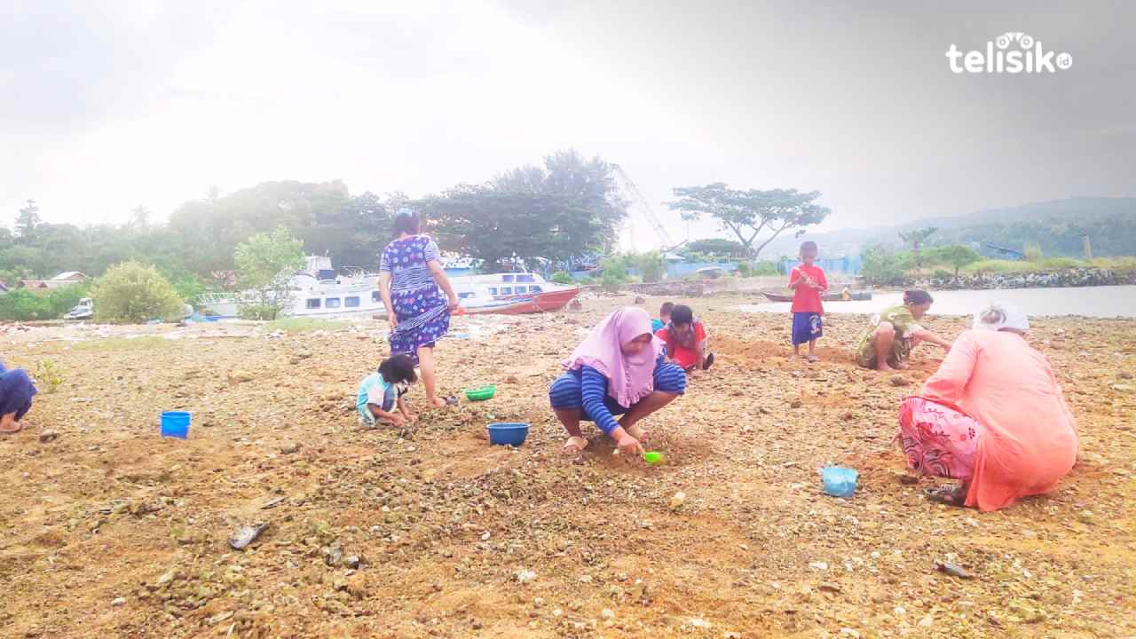 Warga Kampung Baru Kota Kendari Berburu Kerang Saat Laut Surut