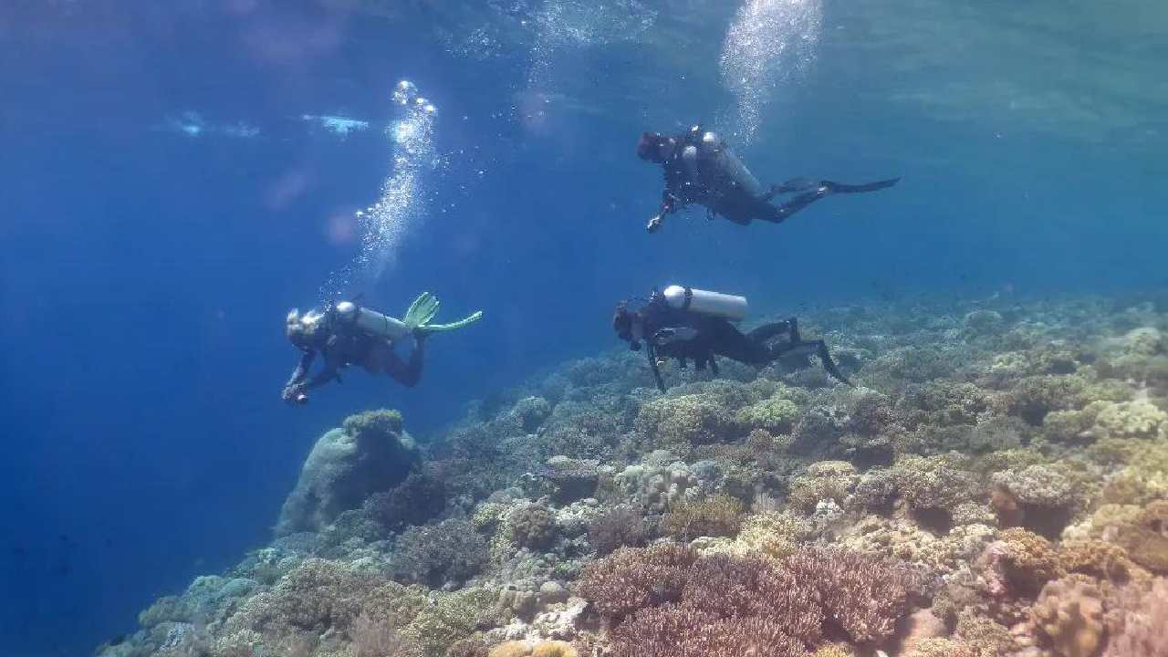 Foto Underwater di Wakatobi Jadi Daya Tarik Wisatawan, Ikan Hias Menjauh saat Didekati