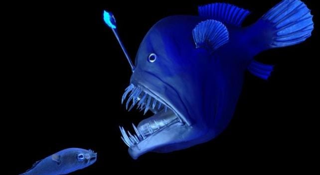 Ini Alasan Ikan Laut Dalam Terlihat Seram