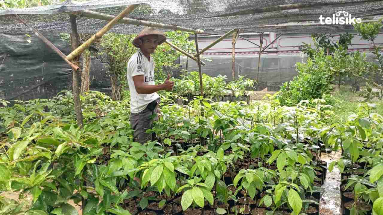 Kembangkan Bibit Alpukat Pemuda Ini Buka Peluang Usaha Baru