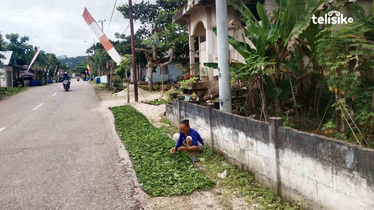 Kisah Ina La Udi Mecari Rezeki dengan Pungut Lumut Liar di Pantai Buton